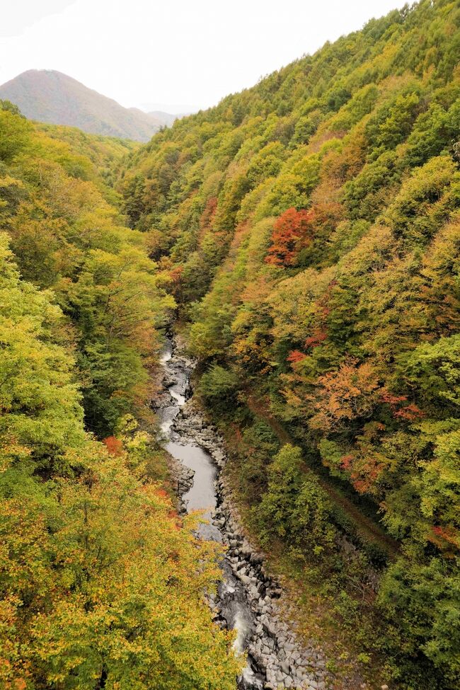 高所なので紅葉が少し進んでいます。