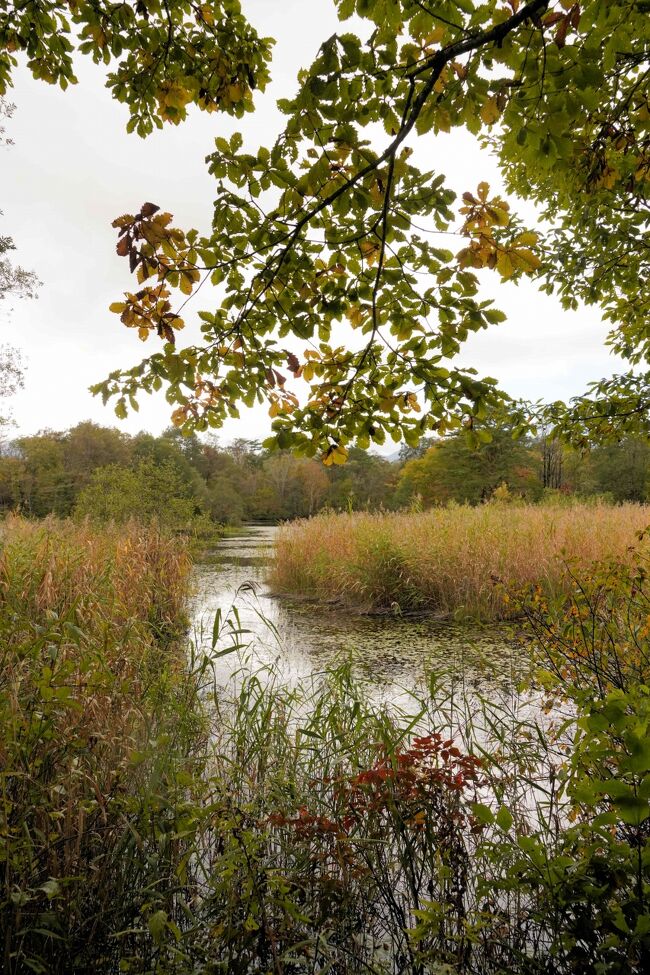 紅葉はもう少しです。