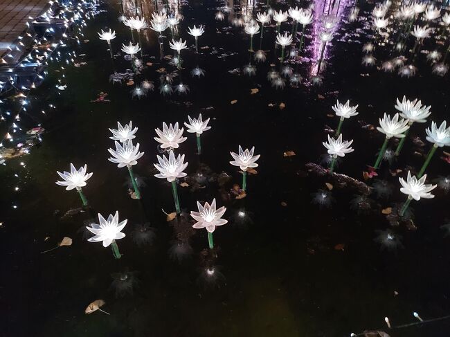 th The Anniversary 光の花の庭 足利 栃木県 の旅行記 ブログ By Nomo1215さん フォートラベル th The Anniversary 光の花の庭 足利 栃木県 の旅行記 ブログ By Nomo1215さん フォートラベル