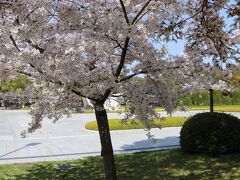 少し前に陽菜ちゃんがこのあたりで写真を撮っていたので桜を見ていく