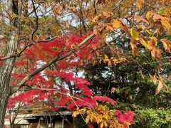 お隣の白山公園は紅葉真っ盛りでした。
めっちゃ綺麗！！でも紅葉ってうまく写真に撮れないんだよねぇ。
iPhoneさんの性能がいくら良いとはいえ、やはり人間の目には敵わないわな。