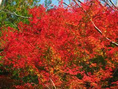 うわぁ～、真っ赤な紅葉が眩しい！