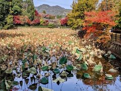 山荘を出て常寂光寺へ向かいます。途中の小倉池。一面ハスに覆われており、花の時期に来たらきれいだろうなあ。