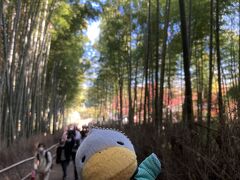 【嵯峨野の竹林】
天龍寺の裏側に北門という出入り口があります。北門を出て左折するとすぐ竹林です。竹林を通して見た天龍寺や大河内山荘の紅葉が好きです。
