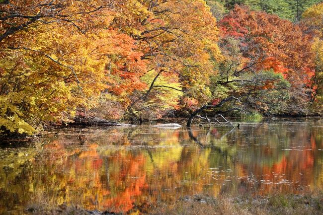 観音沼錦秋 ◇秋燃ゆる観音沼、錦秋の明神滝、那須連峰と釈迦堂川の夕焼け』湯野上