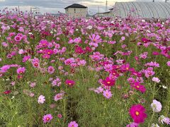 しんじょう町こすもす園