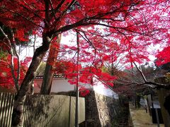 お寺の入口の紅葉。朝日を受けて真っ赤になっていました。紅葉スポットとして取り上げられることは少ないですが、なかなかのスポットといえるのではないでしょうか。