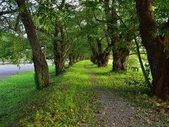 武家屋敷通りをゆっくり散策してから、
桧木内川の堤に出てみました。
この堤の桜並木も有名なようで、
ソメイヨシノが満開になると、
河川敷は人で埋め尽くされるとのことです。