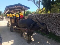 サイクリングしていると、時々、水牛車観光とすれ違います。水牛車には、1番前に水牛さんのお名前が書かれています。