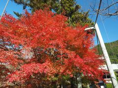 戻ると楓橋の袂の紅葉がまた綺麗。