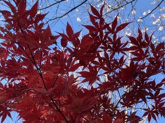 まずは熱田神宮へ　四季桜と紅葉
