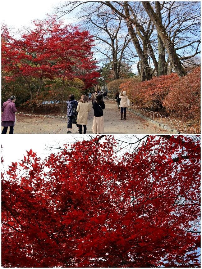 沼田の散策とあしかがフラワーパークのイルミネーション 足利 栃木県 の旅行記 ブログ By ペコちゃんさん フォートラベル