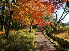 紅葉には遅いと思っていましたが、
まだ見頃の木もありました。