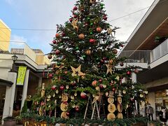 来月はクリスマスなのでツリーが飾ってありました