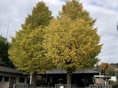 松永記念館を後にし、駅へ戻ろうとしましたが、立派なイチョウが見えましたので、ルートを外れ寄り道。
