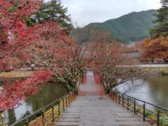 池の間の石橋の紅葉は散っていて残念です。晴れていると池に映り込む紅葉が見事だと思います。