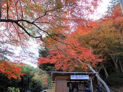 【３日目】
※２日目は紅葉巡りはせずに湯ヶ島温泉の宿へ向かったので、３日目に飛びます。

お昼前に湯ヶ島温泉の宿をチェックアウトして、修善寺自然公園へ向かいました。
この公園内の〈もみじ林〉が目当てです。

着いたときにはちょうどお昼の時間でしたが、宿で朝食をたっぷり食べていたのでまだおなかが減っていません。なので、そのまま散策スタート。

写真は入り口付近。綺麗に紅葉しています。