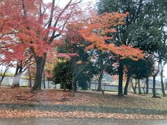 雨なのに、紅葉の残る名古屋城をひとまわりしてくれました。
