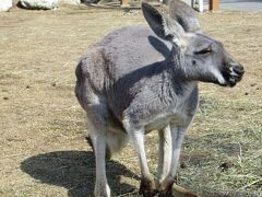 なんとも情けない顔をしているカンガルー