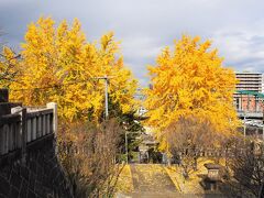 多賀神社をとおり、バスへ戻ります。参道のイチョウの黄葉が見事です。
本来はこちらの参道を下から上ってくるのですが、駐車場が神社のお社の横にあるため参道を上らずに、お社まできました。