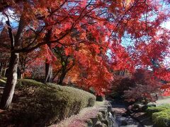 奈良公園内で紅葉が一番きれいなのは国際フォーラム甍の庭園だと思います。