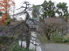 　２月初旬から３月下旬にかけて梅園が公開され、園内では茶屋が立ちます。また２月２５日には梅花祭と梅花祭野点大茶湯が行われ、上七軒の綺麗どころが参拝者にお茶をふるまいます。
　この様子は「京都人の密かな愉しみ　Blue 修行中　祝う春」に出てきました。