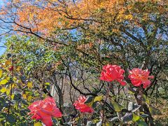 お宿から少しのところに強羅公園があります。
大正時代に開園された日本初のフランス式整型庭園とのことです。
紅葉の名所と聞いて行ってみましたが、ほぼ散った後でした。