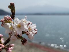 うっすら富士山と７分咲きの桜。