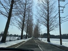 メタセコイアの