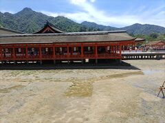 厳島神社に到着です。
昼の厳島神社は完全に潮が引いてますね。