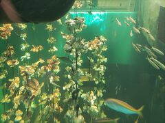 ということで宮島水族館、みやじマリンへ入ってみました。
涼しいし。