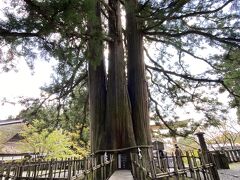 中社の境内にある樹齢700年を超える御神木の三本杉。パワースポットとして有名です。触れてパワーをいただきました。