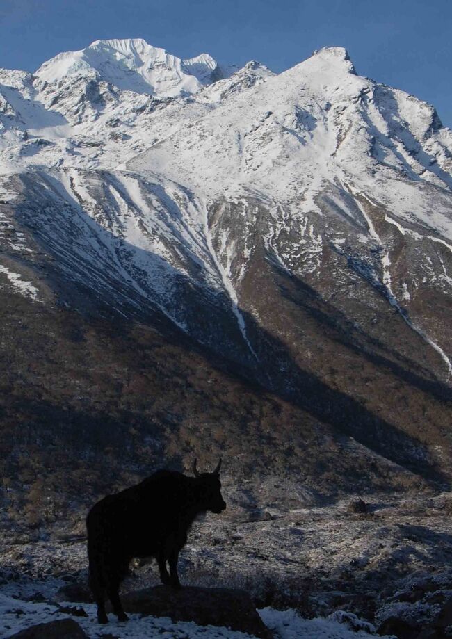 しばらくして別のところを見るといつの間にヤクが<br />もう少し下からねらいたかったのですが・・・<br />ヤクは時には向かってくることもあるらしい、用心用心