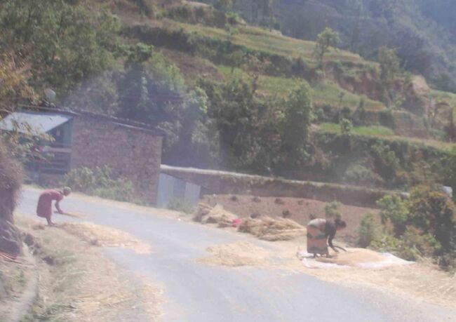 こんな光景は当たり前・・・・<br />なかなかの方法　脱穀経費はかからない<br />お天道様との駆け引きに苦労はするだろうが・・・