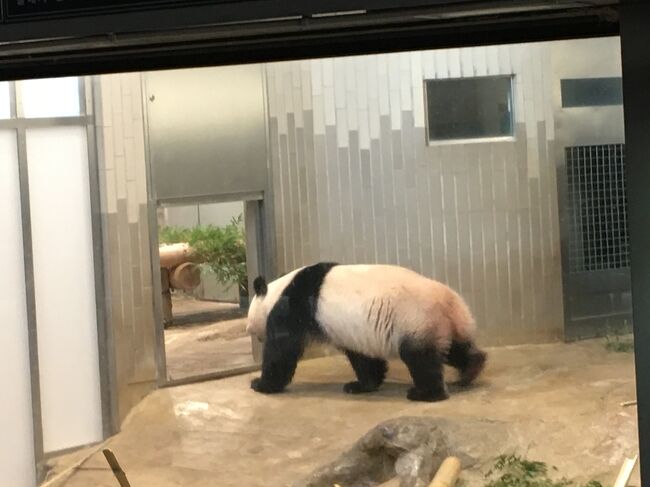 即決 送料無料 21年1月 シャンシャン パンダ記念日カレンダー入りクリアファイル リーリー 上野動物園 松坂屋上野店限定 香香 7周年記念イベントが 21年1月