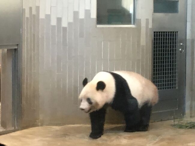 ☆.・:*ブランケット シャンシャン 2020 結え 上野動物園 パンダ