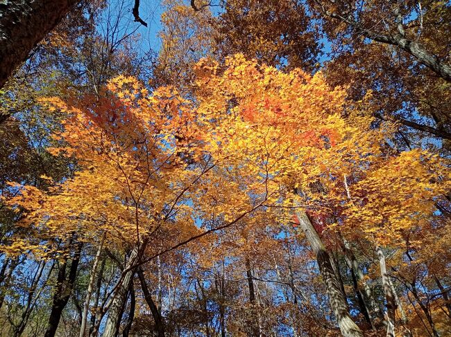 この木の紅葉、真っ黄色で信じられないくらい艶やかですね！日の当たり方もありますが、一際輝いています！絶句します！