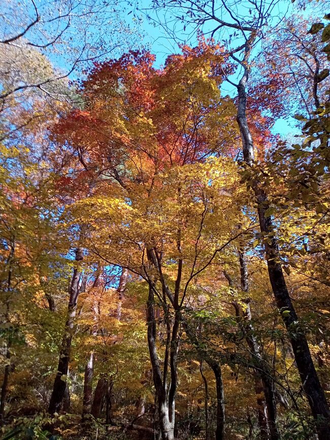 この辺の紅葉、黄色、オレンジ、赤色がミックスされた異次元の美しさですね！絶句してもう何の言葉も出ません！