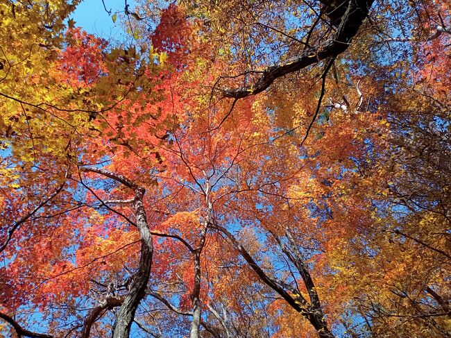 上を見上がると、日の当たり方が最高で別世界のように輝いています！もう何の言葉も出ません！