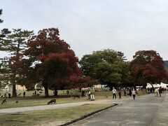 ホテルでのんびりする暇もなく、奈良公園へ。
公園内、昨年よりは人が多かったです。