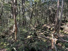 遊歩道は整備されていますが、左右の樹海は荒涼としていて。