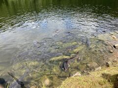 浅間・白根・志賀さわやか街道をさらに行くと木戸池がありました。
志賀高原には池がたくさんありますね。
志賀草津高原ルートには平床大噴泉や田の原湿原もあります。
志賀高原に行くと蓮池、琵琶池、丸池、一沼がありました。
木戸池には鯉がたくさんいました。