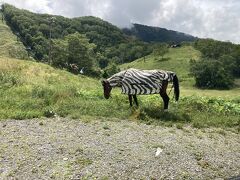 アッ！シマウマがいた！
誰かが叫び車をゆっくりにして写真を撮った。
なんだ馬じゃないか？
でもビックリして、楽しかった。
面白い企画です。