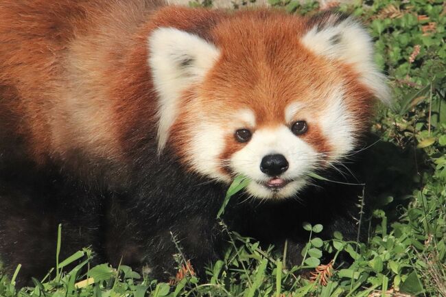 イルネミーションも目当ての東武動物公園 ３ 大急ぎのサバンナの動物に源太くんのリンゴタイムかろうじて みどころ残して夜にやっとネコ科の猛獣 蓮田 白岡 埼玉県 の旅行記 ブログ By まみさん フォートラベル