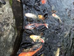 愛宕神社で疫病退散と冬になって血圧が上がっているので下がるようにお願いしました。

相変わらず池の鯉は獰猛です。