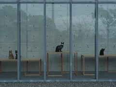 尾道市立美術館

中に入りたがる1匹のネコと
それを阻止しようとする警備員さんとの
微笑ましい攻防が話題になった美術館です。
