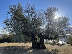 樹齢千年のオリーヴ大樹
