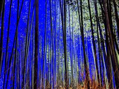 これこれ、この風景が見たかった～！青い光に照らし出される竹林。幻想的です。