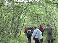 午後３時３０分にアゥスビルギに到着。アゥスビルギはヴァトナヨークトル国立公園内にあり、渓谷までは木の生い茂った道を歩いて行く。トウヒ、モミ、カラマツ、マツなど外来樹種の植林により森の再生が進められたエリアで、アイスランド屈指の森林浴スポットになっている。