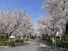 ３／２７
今日は天気がいいので、午前中、嫁さんと散歩。谷中霊園の桜並木を抜け、
